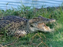 Ciénaga de Zapata