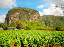 Campestre Ruta del Tabaco: Excursiòn Tabaco