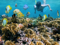 Bajo el azul (Buceo desde barco): Buceo