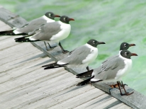 Safari a Cayo Blanco: Excursion Seafari